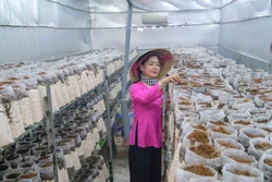 Biến giấc mơ 'NetZero' từ trang trại nấm