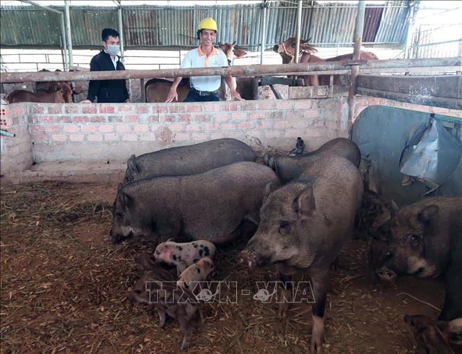 Đàn lợn sọc dưa giúp anh Lưu Hồng Nam (thôn Đăk Wei, xã Đăk Pxi, huyện Đăk Hà) thu về gần 100 triệu đồng tiền bán giống mỗi năm. Ảnh: Dư Toán – TTXVN Hiệu quả kinh tế cao từ mô hình nuôi lợn sọc dưa ảnh 2