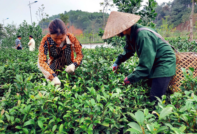 Cây chè Bát Tiên giống mới đưa vào trồng đã đem lại hiệu quả kinh tế cao cho người trồng chè ở xã Bảo Hưng, huyện Trấn Yên, tỉnh Yên Bái. Ảnh: Tuấn Anh - TTXVN Yên Bái: Tạo giá trị gia tăng cho vùng đồng bào dân tộc ảnh 1