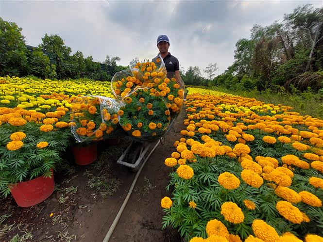 Làng hoa kiểng ở huyện Chợ Lách nổi tiếng với nhiều loại hoa: mai vàng, quất, hoa giấy, vạn thọ, cúc mâm xôi, cúc Đài Loan, hoa treo... Ảnh: Huỳnh Phúc Hậu - TTXVN Du lịch xứ Dừa Bến Tre sẵn sàng phục hồi sau thời gian "ngủ đông" ảnh 2