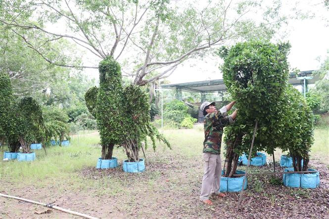 Nhân viên một điểm du lịch chăm sóc cây cảnh tạo hình thú trước khi mở cửa đón khách trở lại. Ảnh: Huỳnh Phúc Hậu - TTXVN Du lịch xứ Dừa Bến Tre sẵn sàng phục hồi sau thời gian "ngủ đông" ảnh 1