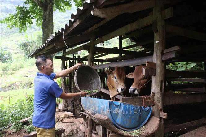 Người dân xóm Lũng Mần, xã Sóc Hà, huyện Hà Quảng nuôi bò để phát triển kinh tế gia đình. Ảnh: Chu Hiệu - TTXVN Cuộc sống hồi sinh nơi trận địa Sóc Hà, Cao Bằng ảnh 1