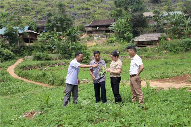 Cán bộ khuyến nông huyện Hà Quảng, tỉnh Cao Bằng hướng dẫn người dân xóm Lũng Mần, xã Sóc Hà kĩ thuật trồng cây lạc đỏ để phát triển kinh tế gia đình. Ảnh: Chu Hiệu - TTXVN Cuộc sống hồi sinh nơi trận địa Sóc Hà, Cao Bằng ảnh 2