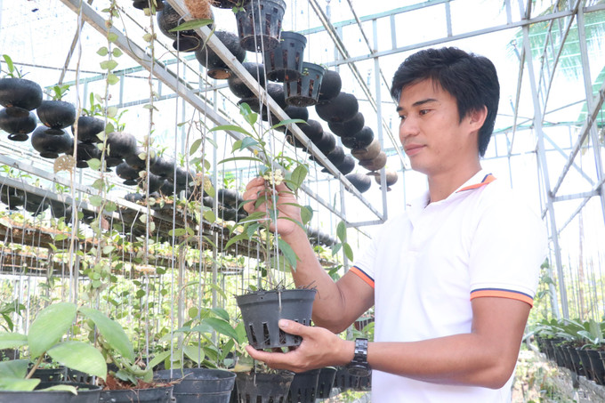 Anh Trần Minh Huân chăm sóc hoa cẩm cù . Ảnh: Chương Đài – TTXVN Trần Minh Huân khởi nghiệp từ niềm đam mê vẻ đẹp các loài hoa ảnh 3