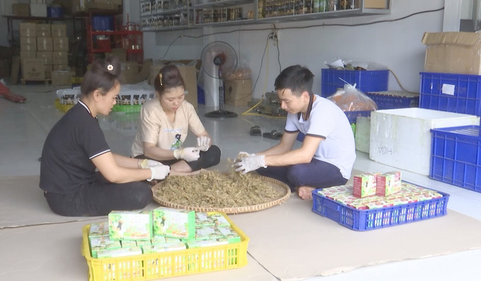 Đóng gói sản phẩm trà và hoa đu đủ sấy lạnh của anh Nguyễn Văn Tuấn - Giám đốc Hợp tác xã Tuổi trẻ 26/3, ở tiểu khu 4, thị trấn Yên Châu, huyện Yên Châu, tỉnh Sơn La. Ảnh: TTXVN phát Sơn La: Đồng hành cùng thanh niên khởi nghiệp, lập nghiệp ảnh 3