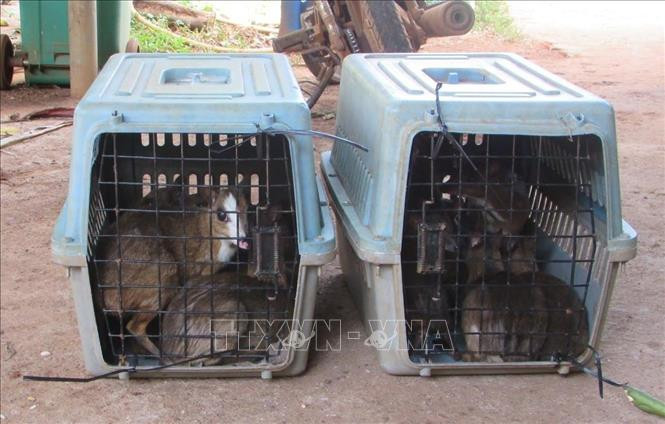 13 cá thể cheo cheo được Trung tâm Cứu hộ, Bảo tồn và Phát triển sinh vật – Vườn Quốc gia Bù Gia Mập tiếp nhận cứu hộ trước khi thả về môi trường tự nhiên. Ảnh: TTXVN phát Cứu hộ 13 cá thể cheo cheo trước khi thả về rừng ảnh 1