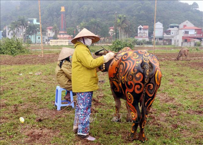Họa sỹ sáng tác nghệ thuật trên mình trâu. Ảnh: Nguyễn Chinh - TTXVN Nét văn hóa độc đáo đầu Xuân của vùng đất Đọi Sơn, Hà Nam ảnh 2