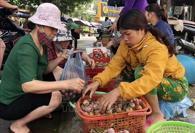 Du khách chọn mua mận Tam hoa tại chợ Trung tâm thị trấn Bắc Hà. Ảnh: Quốc Khánh - TTXVN Mận Tam hoa vào vụ thu hút khách du lịch ảnh 1
