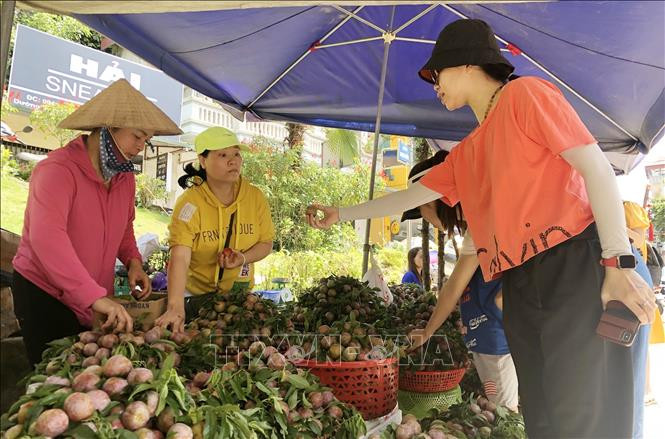 Du khách chọn mua mận Tam hoa tại chợ Trung tâm thị trấn Bắc Hà. Ảnh: Quốc Khánh - TTXVN Mận Tam hoa vào vụ thu hút khách du lịch ảnh 3