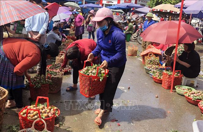 Du khách chọn mua mận Tam hoa tại chợ Trung tâm thị trấn Bắc Hà. Ảnh: Quốc Khánh - TTXVN Mận Tam hoa vào vụ thu hút khách du lịch ảnh 2