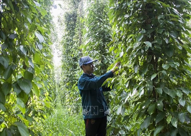 Vườn tiêu của gia đình ông Nguyễn Văn Thép, ấp Hòa Phú, xã Ngọc Hòa, huyện Giồng Riềng (Kiên Giang) được sản xuất theo tiêu chuẩn GlobalGAP. Ảnh: Hồng Đạt - TTXVN Tăng giá trị hồ tiêu theo hướng nông sản sạch ở huyện Giồng Riềng ảnh 2