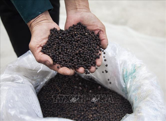 Sản phẩm hồ tiêu an toàn, chất lượng cao của Hợp tác xã Dịch vụ Nông dân trồng tiêu Hòa Phú được sản xuất theo tiêu chuẩn GlobalGAP. Ảnh: Hồng Đạt - TTXVN Tăng giá trị hồ tiêu theo hướng nông sản sạch ở huyện Giồng Riềng ảnh 1