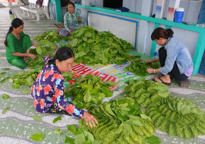 Du khách cũng có thể trải nghiệm thực hiện đếm lá trầu thành từng “ốp”. Ảnh: Duy Khương – TTXVN Đưa làng trầu Vị Thủy trở thành điểm du lịch ấn tượng ảnh 5