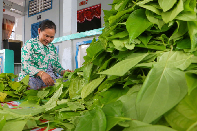 Dưới những ngôi nhà xưa, du khách có thể trải nghiệm với những nét văn hóa trầu cau tại làng trầu Vị Thủy. Ảnh: Duy Khương – TTXVN Đưa làng trầu Vị Thủy trở thành điểm du lịch ấn tượng ảnh 3