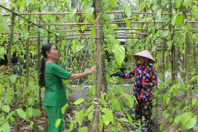 Làng trầu Vị Thủy hiện nay có diện tích khoảng 40ha. Ảnh: Duy Khương – TTXVN Đưa làng trầu Vị Thủy trở thành điểm du lịch ấn tượng ảnh 1