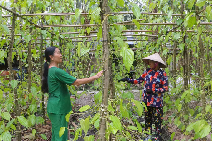 Đưa làng trầu Vị Thủy trở thành điểm du lịch ấn tượng ảnh 1