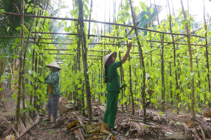 Làng trầu Vị Thủy cách thành phố Cần Thơ khoảng 60km, cách thành phố Vị Thanh (trung tâm tỉnh lỵ của tỉnh Hậu Giang) khoảng 10km và cách trung tâm huyện Vị Thủy chưa đến 3km. Ảnh: Duy Khương – TTXVN Đưa làng trầu Vị Thủy trở thành điểm du lịch ấn tượng ảnh 2