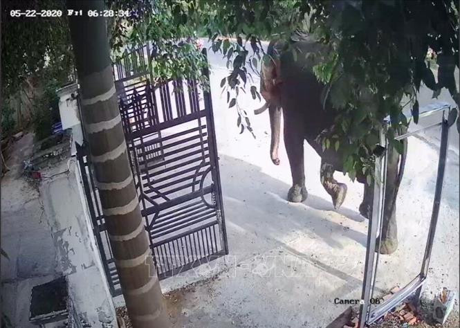 Con voi đi trên Quốc lộ 27, đường Nguyễn Tất Thành, thị trấn Liên Sơn, huyện Lắk trước khi được nạn nhân dẫn về. Ảnh: TTXVN phát Đắk Lắk: Một người bị voi nhà quật tử vong ảnh 1