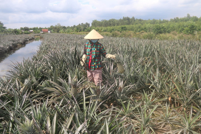 Mùa thu hoạch dứa của bà con nông dân vùng Đồng Tháp Mười (huyện Tân Phước, tỉnh Tiền Giang). Ảnh: Minh Trí - TTXVN Khơi dậy tiềm năng vùng Đồng Tháp Mười ảnh 1