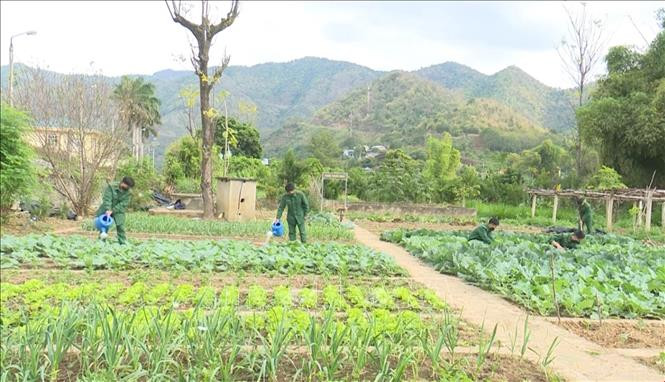 Chiến sĩ Đồn Biên phòng cửa khẩu Chiềng Khương (Bộ Chỉ huy Bộ đội Biên phòng tỉnh Sơn La) tăng gia sản xuất rau sạch đón Tết Nguyên đán. Ảnh: Nguyễn Cường - TTXVN. Tết của người lính mang quân hàm xanh nơi biên cương Sơn La ảnh 2