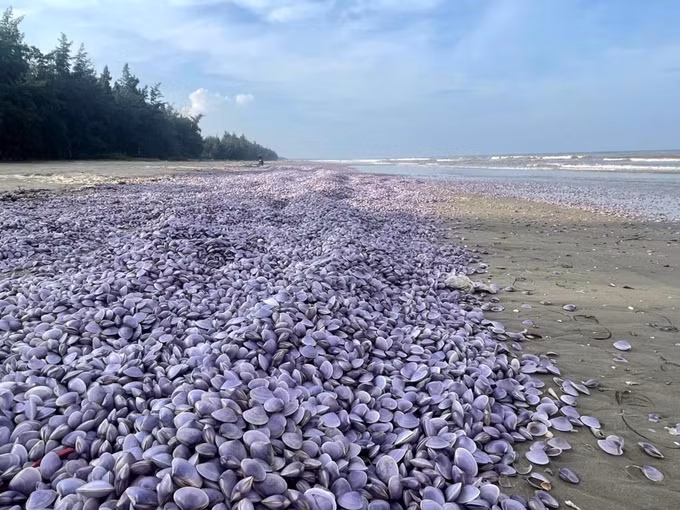 Ngao tự nhiên chết bất thường và trôi dạt vào bờ biển Thanh Hóa ảnh 5