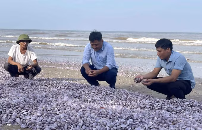 Ngao tự nhiên chết bất thường và trôi dạt vào bờ biển Thanh Hóa ảnh 2