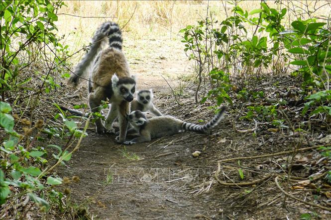 Vượn cáo tại Công viên quốc gia Isalo ở khu vực Ihorombe, Madagascar ngày 5/11/2016. Ảnh: AFP/TTXVN Cảnh báo về nguy cơ tuyệt chủng của loài vượn cáo ảnh 1
