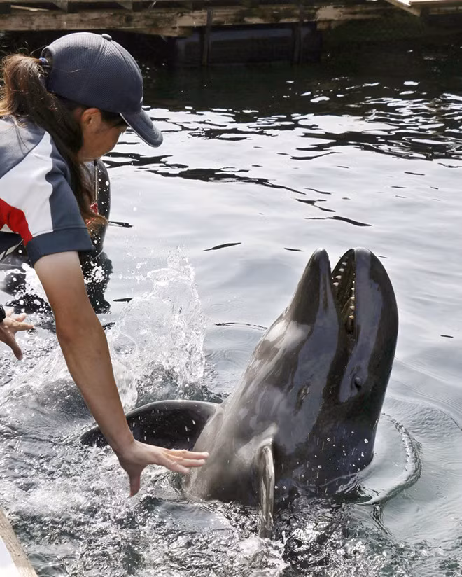 Nhật Bản lần đầu tiên giới thiệu cá voi lai tới công chúng ảnh 1