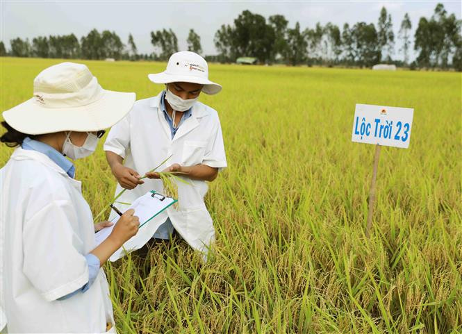 Kỹ sư đánh giá chất lượng giồng lúa đang trồng khảo nghiệm tại Viện nghiên cứu nông nghiệp Lộc Trời, tỉnh An Giang. Ảnh: Vũ Sinh - TTXVN Xây dựng, phát triển bền vững các thương hiệu đặc sản Đồng bằng sông Cửu Long ảnh 3