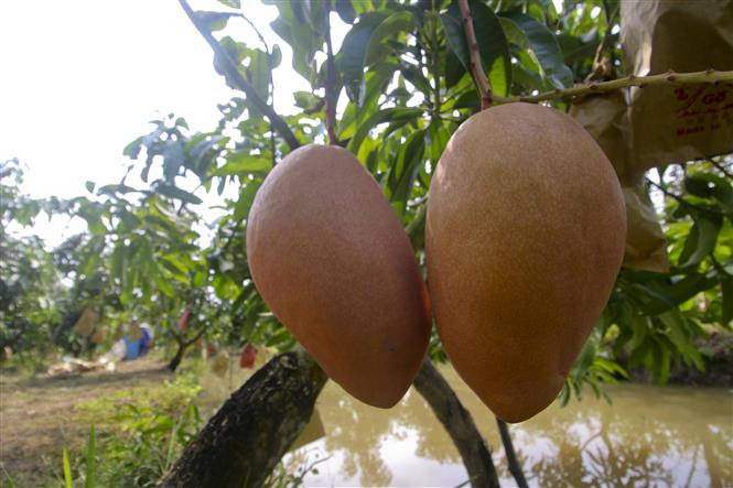 Xoài cát hồng Hậu Giang được thị trường ưa chuộng. Ảnh: Duy Khương - TTXVN Xây dựng, phát triển bền vững các thương hiệu đặc sản Đồng bằng sông Cửu Long ảnh 2
