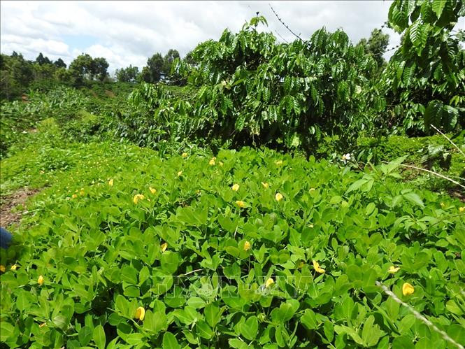 Các hợp tác xã trồng cỏ lạc trong vườn cà phê, vừa giữ chất dinh dưỡng, vừa giảm chi phí đầu tư cho các xã viên. Ảnh: Dư Toán - TTXVN Các hợp tác xã ở Kon Tum tìm hướng đi ổn định trong khó khăn do dịch bệnh ảnh 1