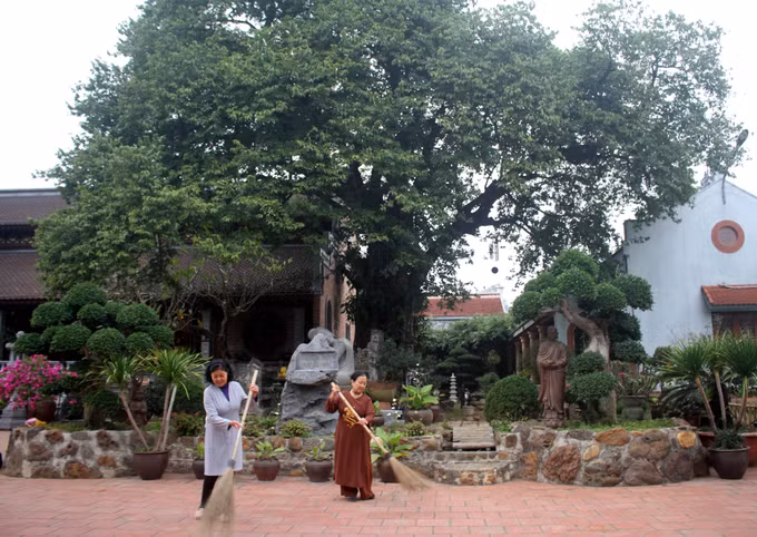 Ninh Bình bảo tồn và phát huy giá trị Cây Di sản ảnh 2