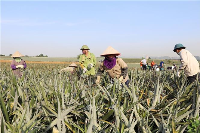 Mùa dứa ngọt lại về ở Ninh Bình ảnh 2