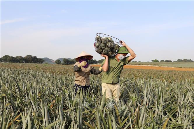 Mùa dứa ngọt lại về ở Ninh Bình ảnh 4