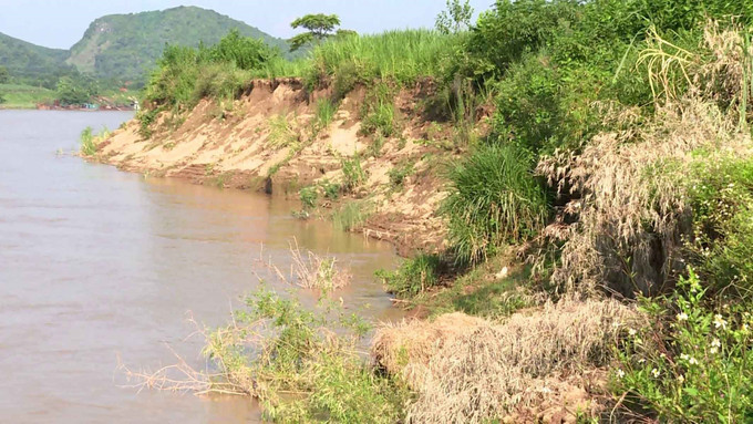 Nhiều diện tích đất bãi bồi ven bờ sông Mã đoạn qua xã Cẩm Vân, huyện Cẩm Thủy, tỉnh Thanh Hóa bị sạt lở. Ảnh: Nguyễn Nam-TTXVN Thanh Hóa cần ngăn chặn tình trạng sạt lở đất ven sông Mã ảnh 2