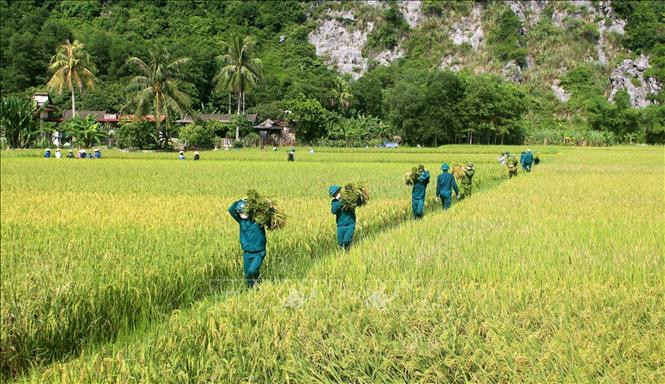 Dân quân, giáo viên và Công an huyện Như Thanh xuống đồng gặt, vận chuyển lúa về nhà cho nông dân. Ảnh: Nguyễn Nam-TTXVN Dịch COVID-19: Thanh Hóa bao tiêu nông sản giúp nông dân yên tâm sản xuất ảnh 1