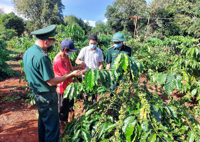 Các đảng viên Biên phòng tăng cường sinh hoạt tại Chi bộ làng Ba (xã Ia Pnôn, huyện Đức Cơ) hướng dẫn người dân kỹ thuật chăm sóc cây cà phê. Ảnh: tinhuygialai.org.vn Củng cố thế trận lòng dân ở vùng biên giới Gia Lai ảnh 1