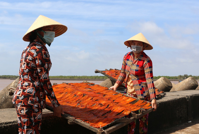 Nghề làm khô tuy vất vả, nhưng mang lại thu nhập khá cao, giúp người dân phát triển kinh tế gia đình. Ảnh: TTXVN phát. “Thủ phủ” nghề làm hải sản khô Gành Hào vào mùa Tết ảnh 2