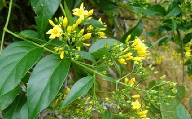 Lá ngón. Ảnh: vietnamplus.vn Bắc Kạn: Một người tử vong, 4 người ngộ độc nặng do ăn nhầm lá ngón ảnh 1