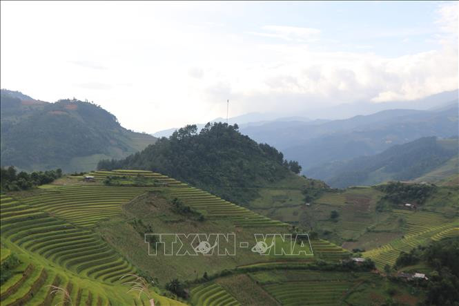 Đỉnh Dề Thàng, xã Chế Cu Nha, huyện Mù Cang Chải là một trong những địa điểm săn mây và ngắm ruộng bậc thang mùa lúa chín. Ảnh: Tiến Khánh – TTXVN Khai thác tiềm năng, phát triển du lịch sinh thái ở Yên Bái ảnh 3