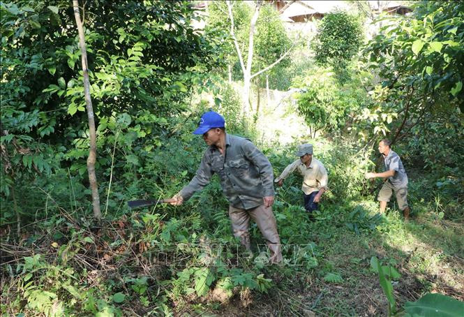 Người dân được giao khoán chăm sóc, bảo vệ rừng và được chi trả dịch vụ môi trường rừng ở huyện Mường Tè. Ảnh: Nguyễn Oanh - TTXVN Chi trả dịch vụ môi trường gắn với bảo vệ và phát triển rừng ở Mường Tè ảnh 1