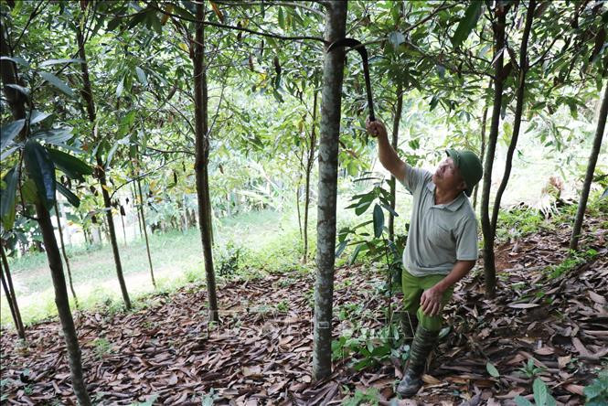 Ông Triệu Thanh Bình, xóm Đồng Đình, xã Kim Phượng, có thu nhập mỗi năm hàng trăm triệu đồng từ việc tỉa bán cành, lá quế. Ảnh: Hoàng Nguyên - TTXVN Hơn 1.900 tỷ đồng xây dựng huyện Định Hóa đạt chuẩn nông thôn mới ảnh 1