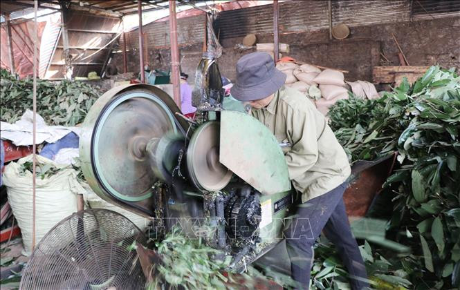 Chế biến sản phẩm từ cây quế tại Công ty TNHH Vũ Hoa, Thị trấn Chợ Chu, huyện Định Hóa. Ảnh: Hoàng Nguyên - TTXVN Hơn 1.900 tỷ đồng xây dựng huyện Định Hóa đạt chuẩn nông thôn mới ảnh 2