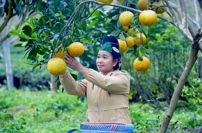 Đồng bào tái định cư Tân Lập hồ hởi đón Tết ảnh 3