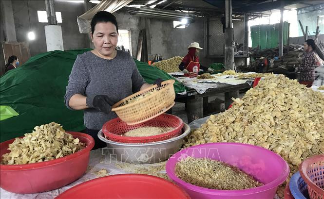 Những mẻ mứt gừng sau khi rang xong được phân loại kĩ càng trước khi đóng gói. Ảnh: Thanh Thủy-TTXVN Làng nghề mứt gừng Mỹ Chánh “nhộn nhịp” vào vụ đón Tết Tân Sửu ảnh 1