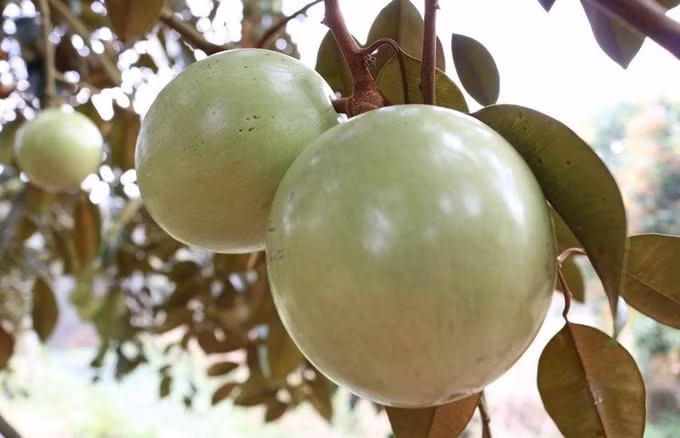 Học cách tìm đầu ra nông sản chuyên nghiệp ảnh 1
