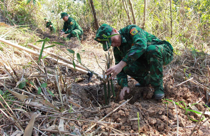 Trồng cây tre giống Bát độ tại đường biên giới thuộc địa phận thôn Tân Cương, xã Xuất Lễ. Ảnh: Anh Tuấn – TTXVN Tết trồng cây – nhân lên nét đẹp độc đáo đầu Xuân ảnh 5