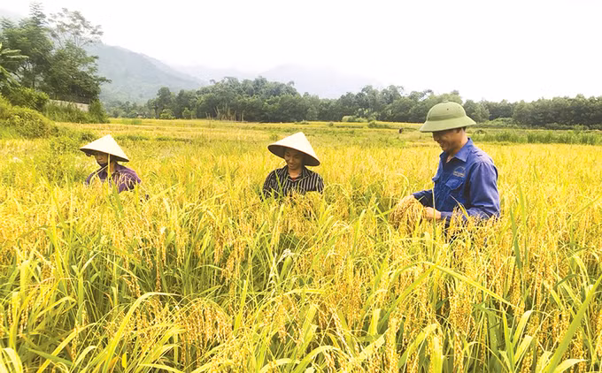 Phú Thọ tái cơ cấu nông nghiệp gắn với xây dựng nông thôn mới ảnh 1