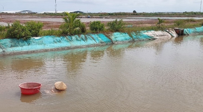 Nông dân xã Vĩnh Thịnh, huyện Hòa Bình, tỉnh Bạc Liêu kiểm tra sò huyết sinh trưởng và phát triển trong vuông tôm. Ảnh: TTXVN phát. Nhân rộng mô hình nuôi sò huyết trong vuông tôm ảnh 1