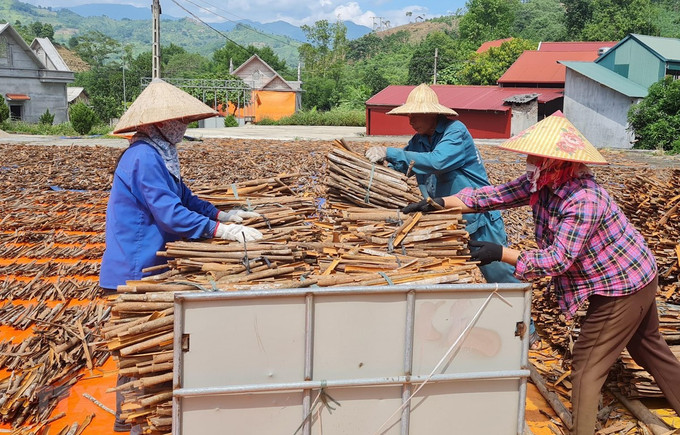 Hợp tác xã quế Hữu cơ Chiến Thắng thu mua bao tiêu sản phẩm quế Nậm Đét (huyện Bắc Hà), xuất khẩu sang thị trường Ấn Độ, một số nước Trung Đông và các thị trường khó tính như EU, Nhật Bản. Ảnh: TTXVN Quế Lào Cai đối mặt với thách thức để phát triển bền vững ảnh 1